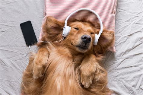 Do Dogs Listen to Music? An Insightful Exploration