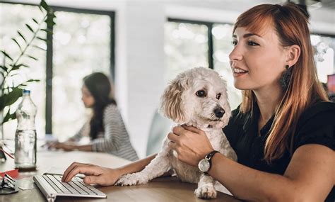 should pets be allowed in the workplace essay What if they could enhance team morale?